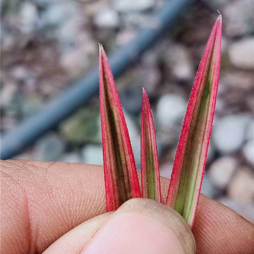 兰花苗蕙兰老种 红水晶 浓香鲜花卉盆栽绿植好养阳台室冬春花苞