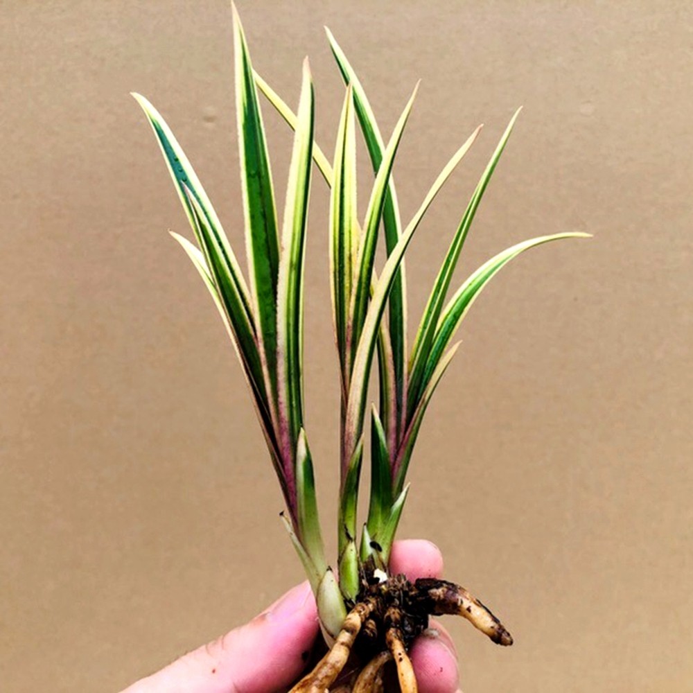 兰花苗蕙兰金边红水晶 锦绣前程 浓香鲜花卉盆栽绿植好养阳台室