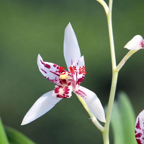 绿植盆栽好养阳台夏季兰花苗