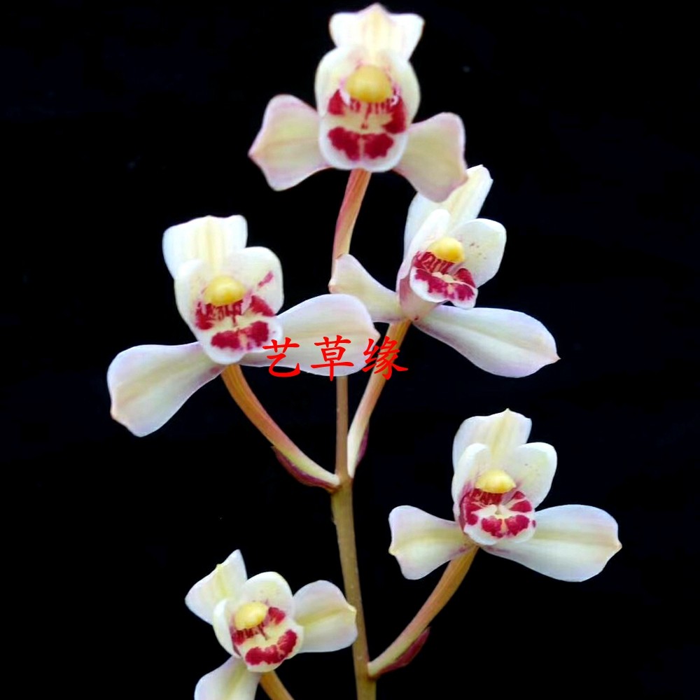 兰花苗建兰四季兰 荷花仙子 浓香鲜花卉盆栽绿植好养阳台夏季花