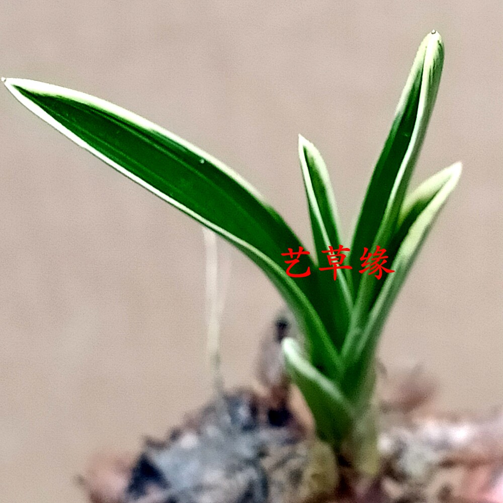 兰花苗春剑原生 圆头雪白边艺 浓香鲜花卉盆栽绿植好养阳台夏季花