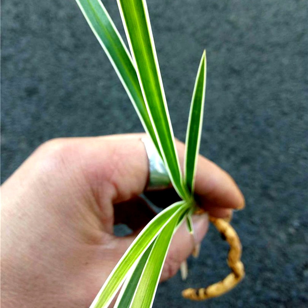 秋芝优质 兰花苗 雪白边艺草 浓香鲜花卉盆栽绿植好养阳台