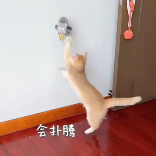 会飞的小鸟猫咪玩具跨境爆款电动发声 仿真抖抖叫叫鸟自嗨解闷逗