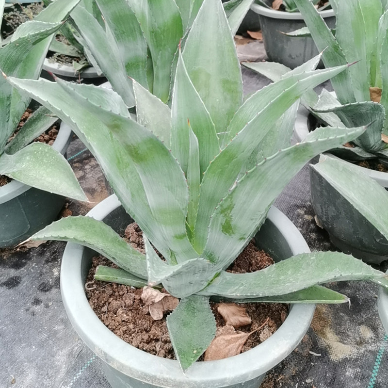 花卉水晶宫稀奇植物锯齿昙花长藤桌面绿植
