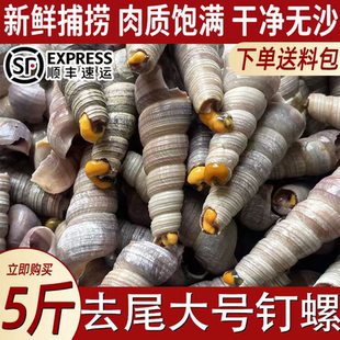 新鲜钉螺螺丝鲜活水产贝类钉螺螺丝野生钉螺干净辣卤烧烤食材批发