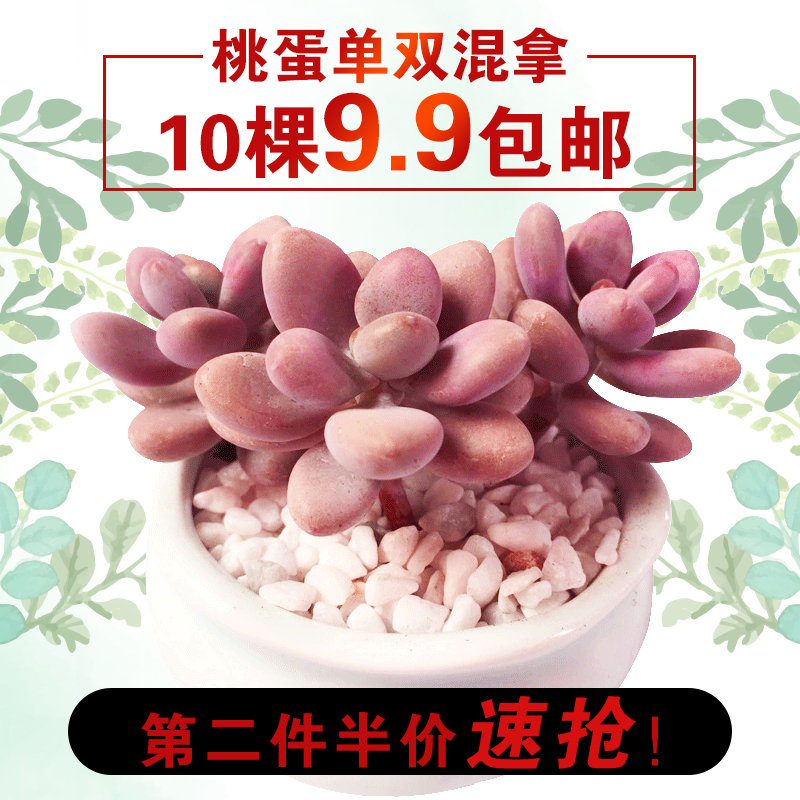 ÌÒµ°¶àÈâÖ²ÎﳬÃȶàÈâÀÏ×®×éºÏÅèÔÔÓ¤¶ùÊÖÖ¸µ¥Í·Èâà½à½ÌÒÖ®ÂÑ10¿Å