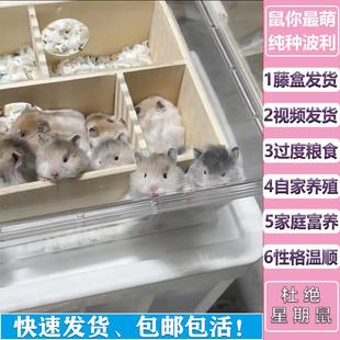 纯种波利金丝熊家养仓鼠长短直卷毛黑黄火密巧蓝鸽灰肉桂波利熊