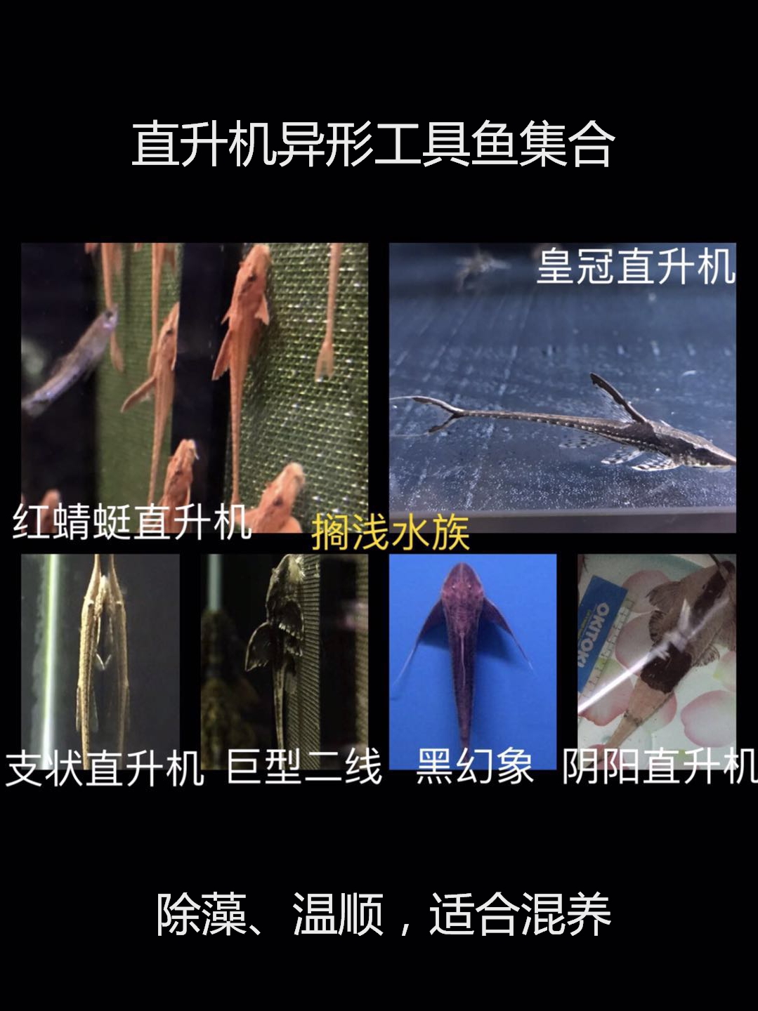 红蜻蜓皇冠枝状黑魔神阿帕奇绿色