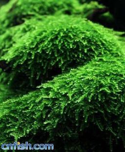 搁浅水族松茸莫斯热带鱼虾草缸造景观赏鱼南美异形鱼丝藻植物