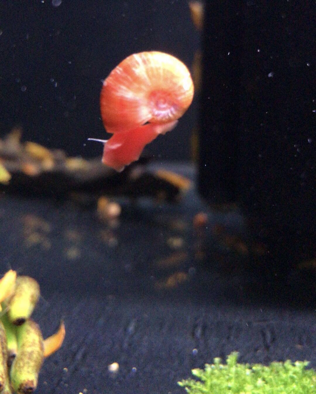 搁浅水族苹果螺红苹果螺热带草缸造景新手观赏螺宠物螺小蜗牛除藻