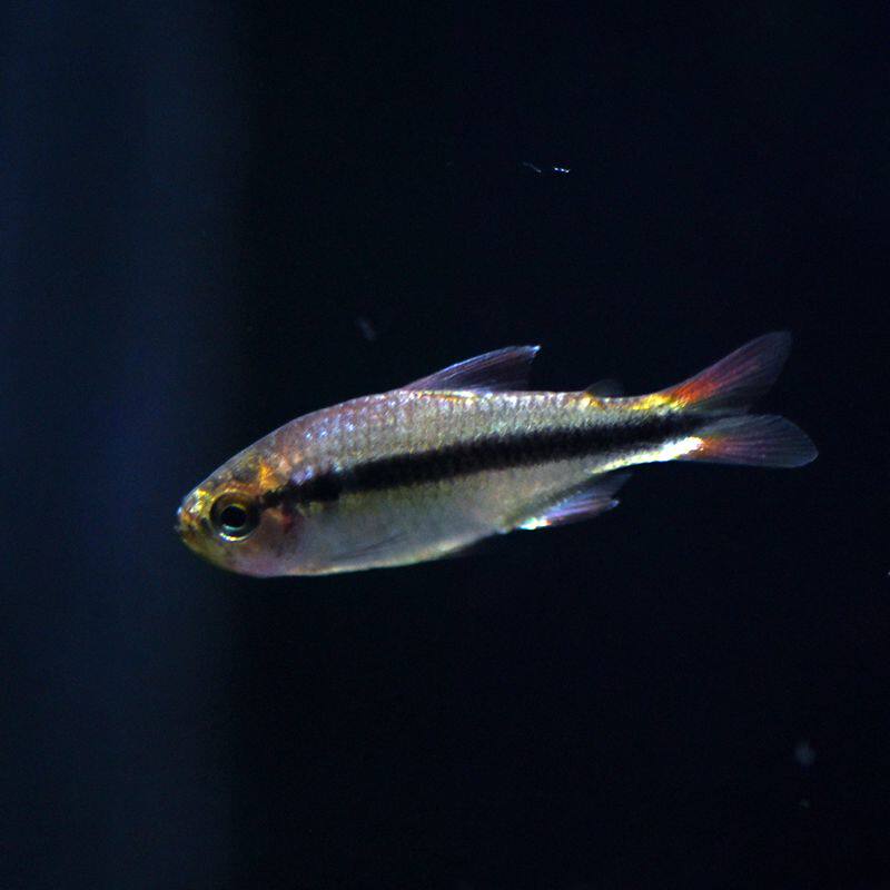 巴西皇室青魔鬼鱼蓝缎带三型3型魔鬼灯热带进口南美小型淡水鱼