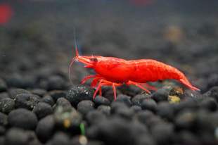 搁浅水族烤漆虾群游新手热带草缸宠物虾观赏造景工具丝藻混养南美