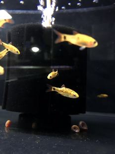 搁浅水族金条灯灯鱼热带鱼南美异形草缸造景新手观赏鱼工具鱼群游