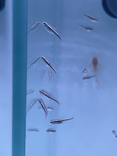 绯红巧克力灯鱼小型淡水热带鱼鱼苗混养观赏鱼宠物鱼草缸南美活体