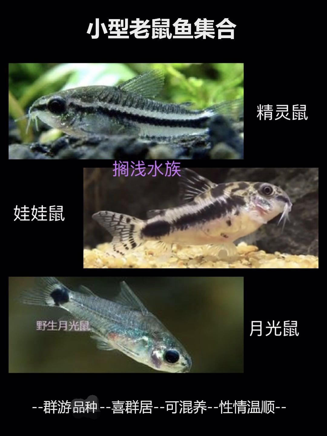 搁浅水族月光鼠精灵鼠娃娃鼠鼠鱼热带鱼草缸新手小型观赏鱼工具鱼