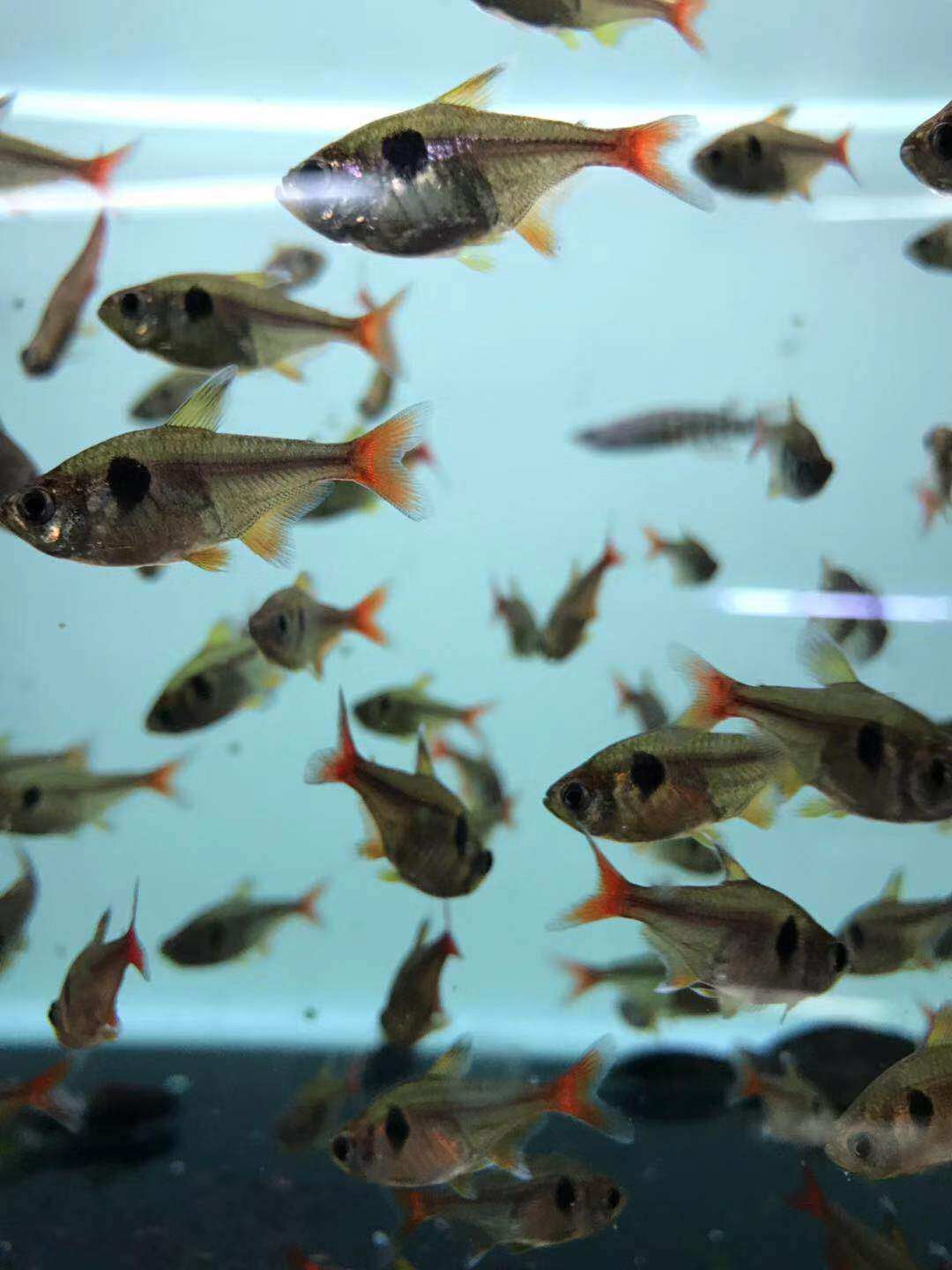 搁浅水族金鳍灯鱼热带观赏鱼草缸性情温混养群养淡水中性偏酸水质