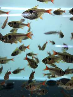 搁浅水族金鳍灯鱼热带观赏鱼草缸性情温混养群养淡水中性偏酸水质