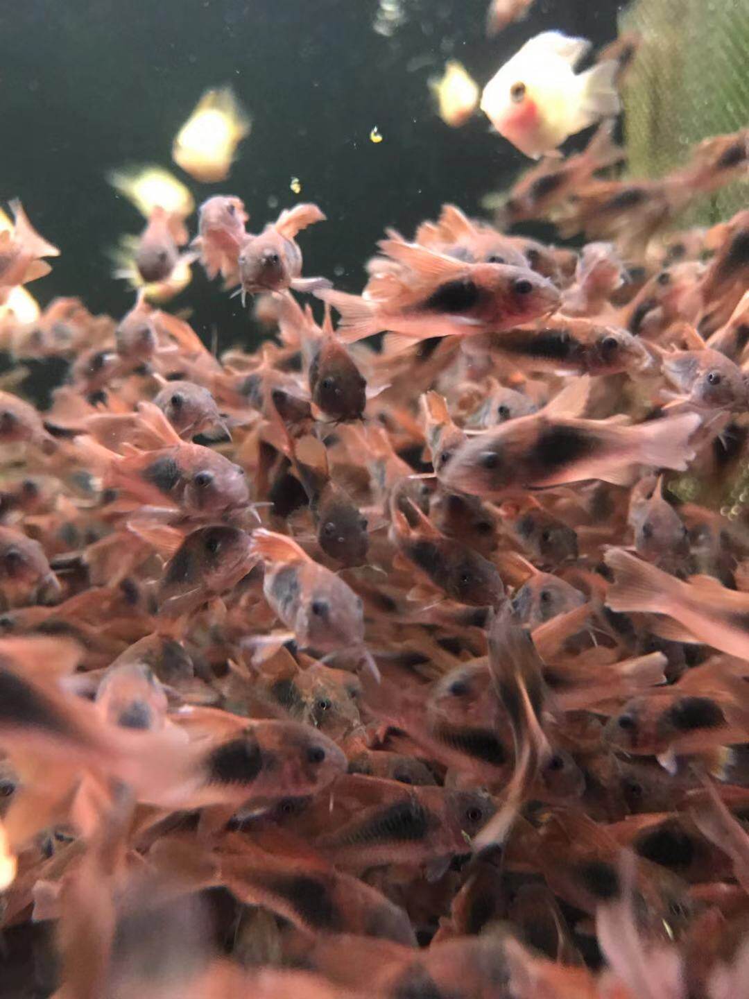 咖啡鼠鱼种鱼鼠鱼长尾咖啡小热带鱼草缸造景观赏鱼宠物南美工具鱼