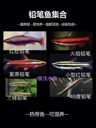 火焰紫焰胭脂铅笔骑士红肚红背45