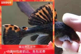 搁浅水族彩旗坦克异形鱼热带鱼南美异形草缸造景新手观赏鱼工具鱼