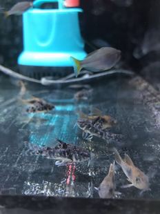 搁浅水族花椒鼠鼠鱼长鳍花椒鼠热带鱼观赏鱼南美混养底栖大尺寸鱼