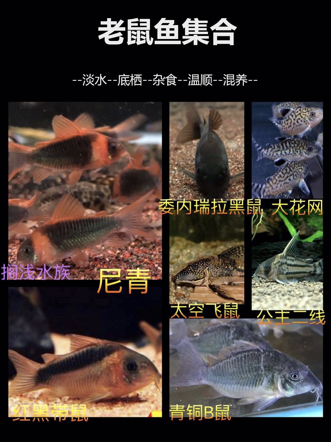 尼青尼格罗青红黑带委内瑞拉青铜bb大花网威滋蔓尼太空飞鼠活体鱼