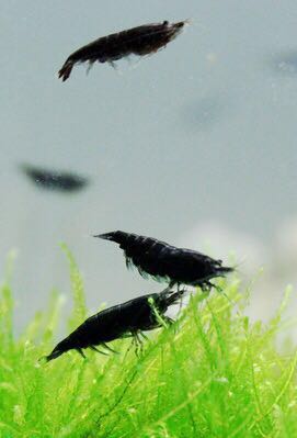 搁浅水族黑巧克力米虾热带鱼虾草缸造景新手观赏虾宠物虾米虾除藻