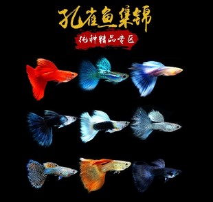 搁浅水族孔雀鱼凤尾鱼集锦胎生蕾丝纯种蓝草尾黄礼服宠物热带鱼