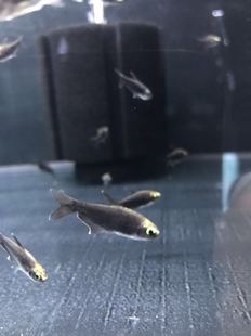 搁浅水族纯黑帝王灯鱼热带鱼草缸造景新手观赏鱼宠物鱼异形工具鱼