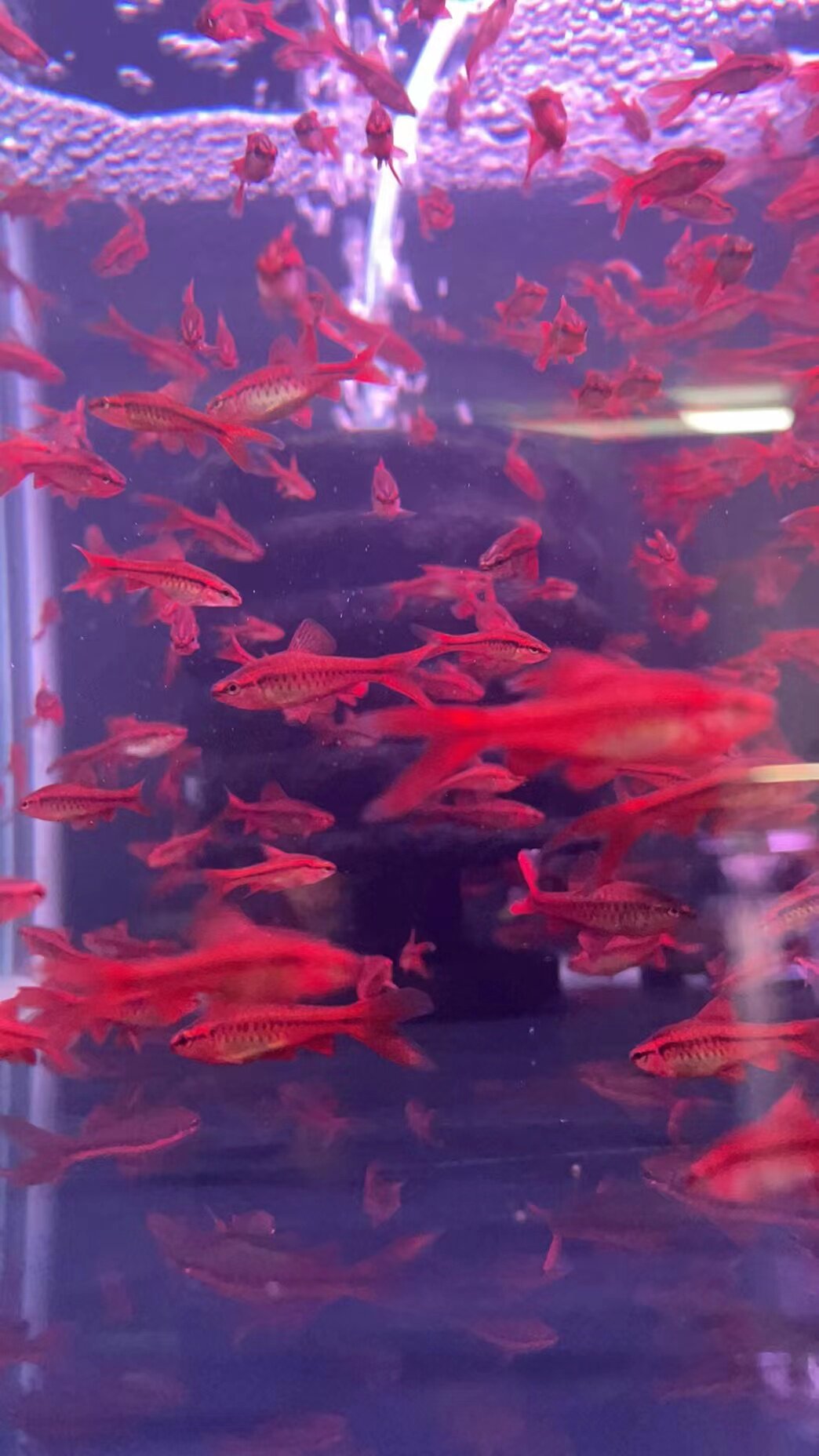 超红长尾红樱桃灯鱼热带工具鱼草缸造景新手观赏鱼南美鱼群游混养
