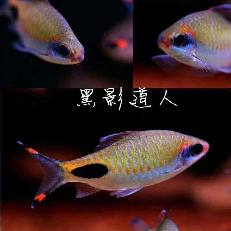 钻石彩虹甜甜圈鲫火翅鲫南美钻石紫红两点鲫黑影道人鱼热带观赏鱼