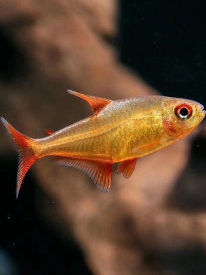 隆背柠檬蓝帝翰森甜心柠檬灯鱼