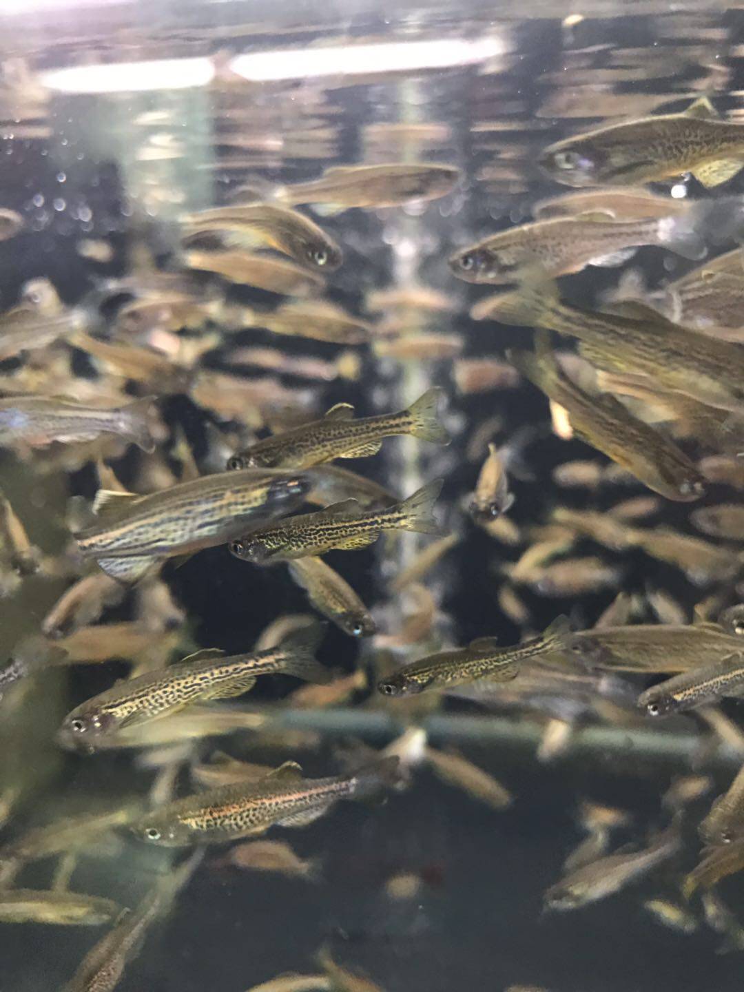 搁浅水族豹点斑马鱼灯鱼热带鱼观赏鱼温和杂食混养中性小型淡水鱼