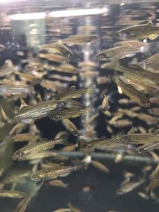 搁浅水族豹点斑马鱼灯鱼热带鱼观赏鱼温和杂食混养中性小型淡水鱼