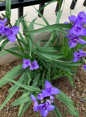 多年生宿根花卉紫露草耐寒室外庭院种植花园地被绿化植物易活花草