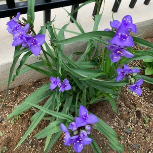 多年生宿根花卉紫露草耐寒室外庭院种植花园地被绿化植物易活花草