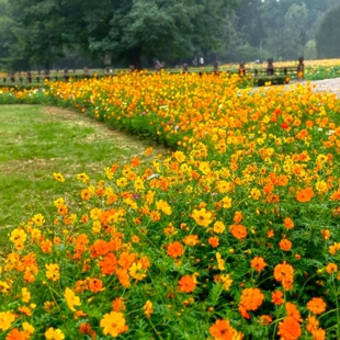 适合室外大面积播种耐旱花种硫华菊户外路边景观花海绿化花草种子
