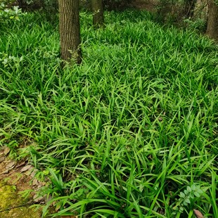 耐阴常绿地被草吉祥草小叶万年青耐寒多年生绿化地栽植物庭院易活