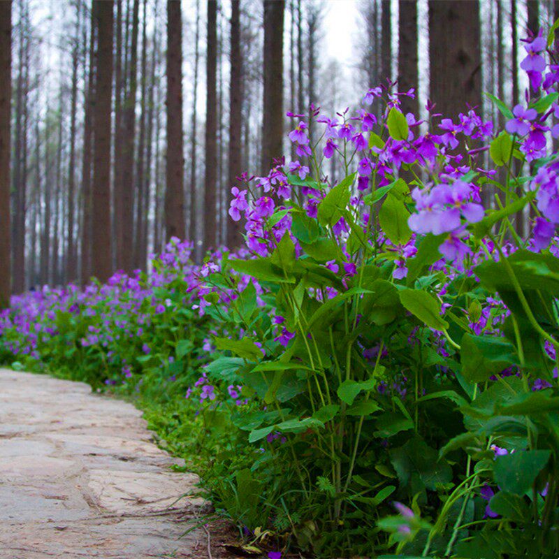 耐寒花种子二月兰室外四季播种开花喜阴花籽庭院路边公园景观绿化