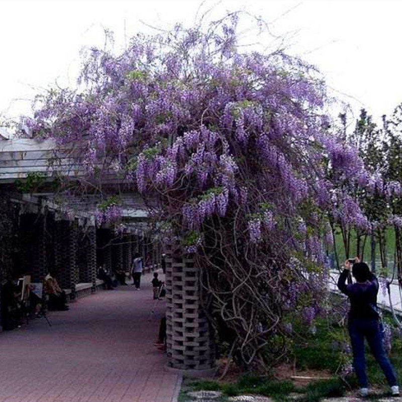多年生四季耐寒室外开花爬藤植物
