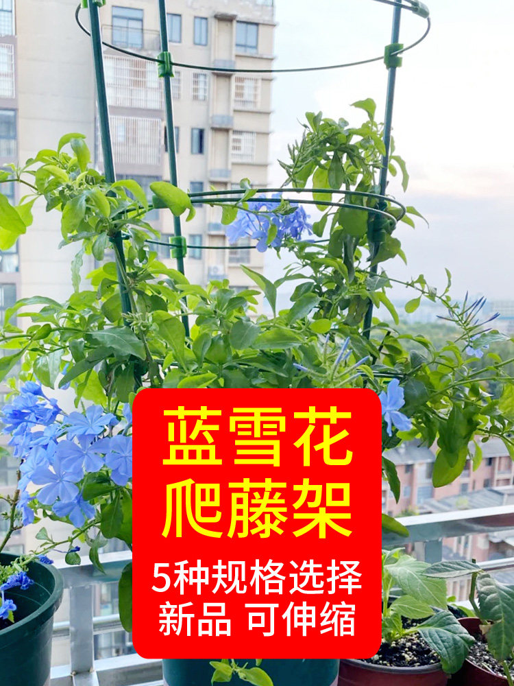 山乌龟爬藤架绿萝植物支架蓝雪花蔷薇风车茉莉爬架阳台花架支撑杆