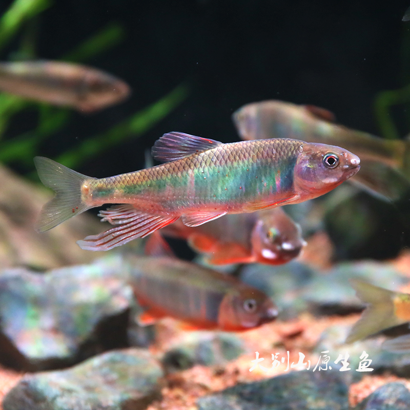 六安红腹宽鳍鱲溪流鱼原生鱼冷水鱼淡水鱼网红鱼六安宽