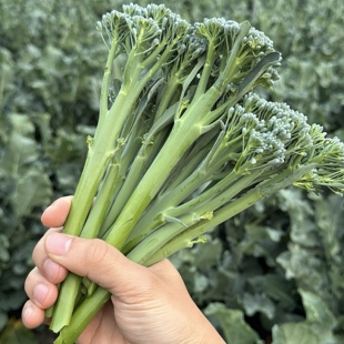 1/3/5斤芦笋西兰苔/长杆西兰花 脆甜嫩顺丰【冰箱冷藏1周内吃完】