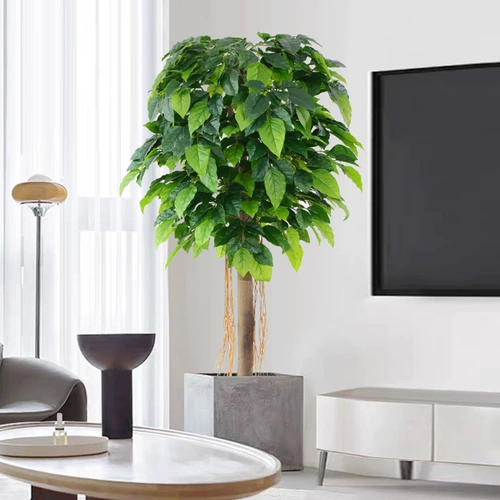 Счастливое моделирование деревьев растения Fortune Tree Living Room