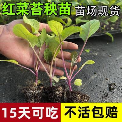 湖北红菜苔苗十月红菜苔种孑武汉洪山菜苔种籽红油菜薹蔬菜苗秧苗