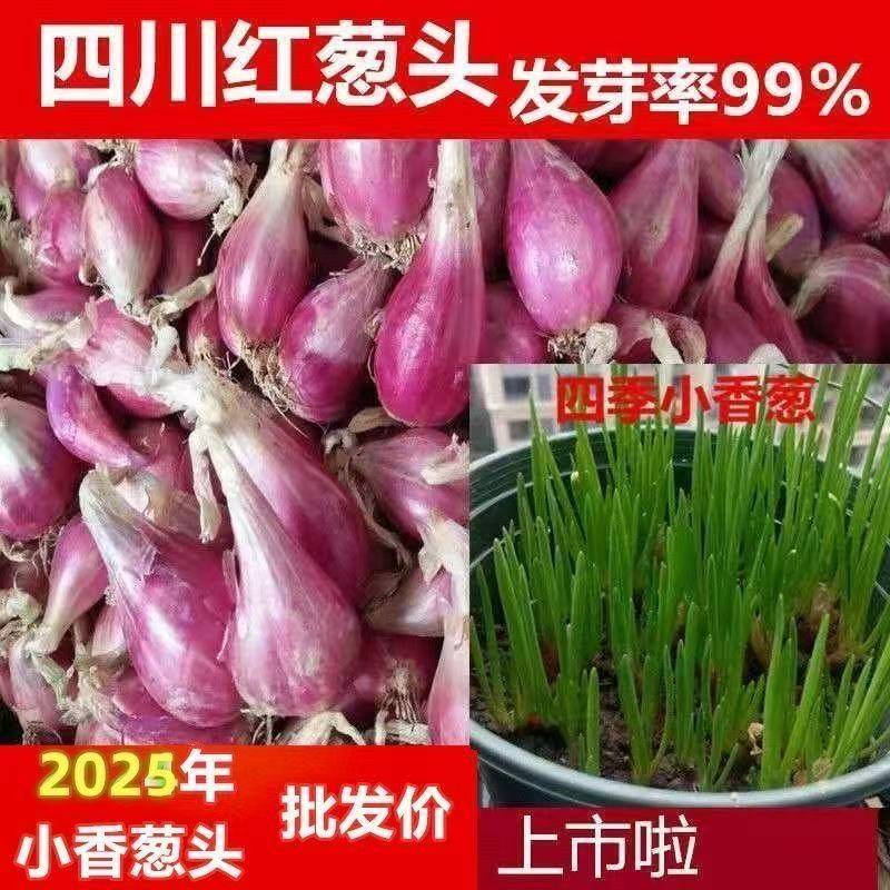 四川红葱头铁葱火葱自家种盆栽极速发货四季种植四季小香葱红头葱