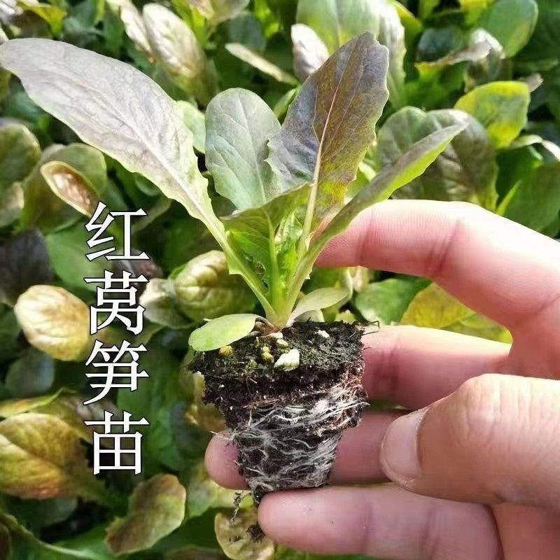 莴笋苗蔬菜苗盆栽耐寒莴苣苗大白菜生菜甘蓝苗高产西兰花芹菜秧苗