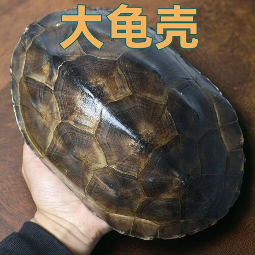 完整干净，真的很大！摆件乌龟壳