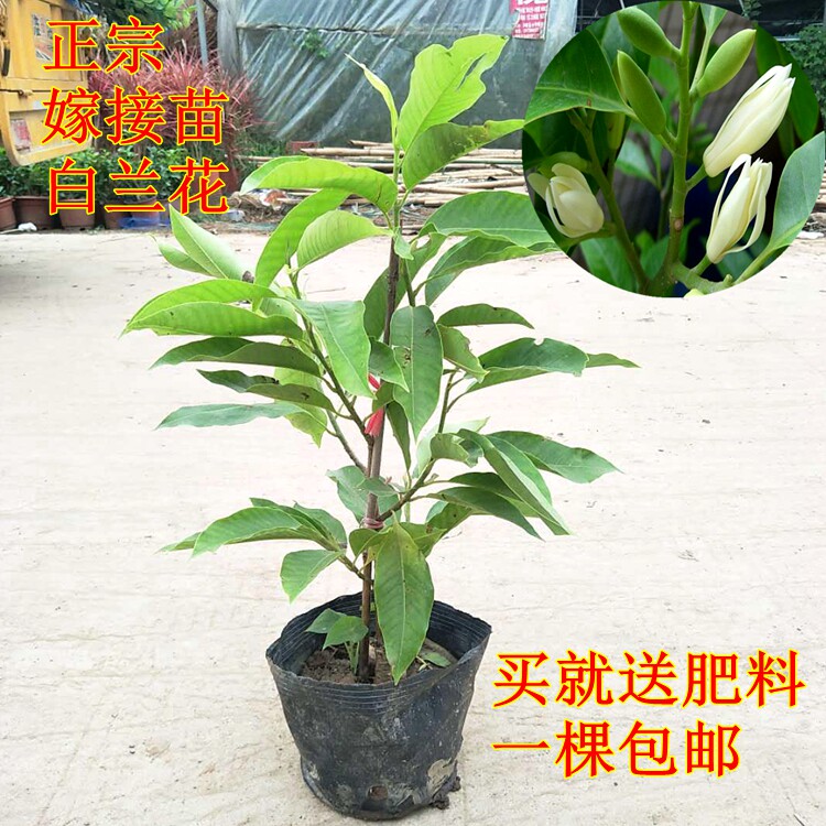 树苗盆栽庭院浓香型观花植物包邮