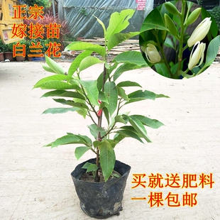 黄兰白兰花树苗花卉盆栽观花植物室内庭院四季开花浓香型带花包邮